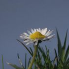 Gänseblümchen aus Regenwurmperspektive