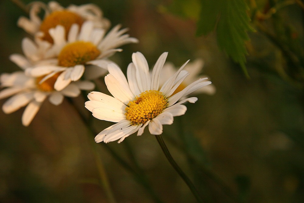 Gänseblümchen aus Ukraine