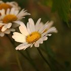 Gänseblümchen aus Ukraine