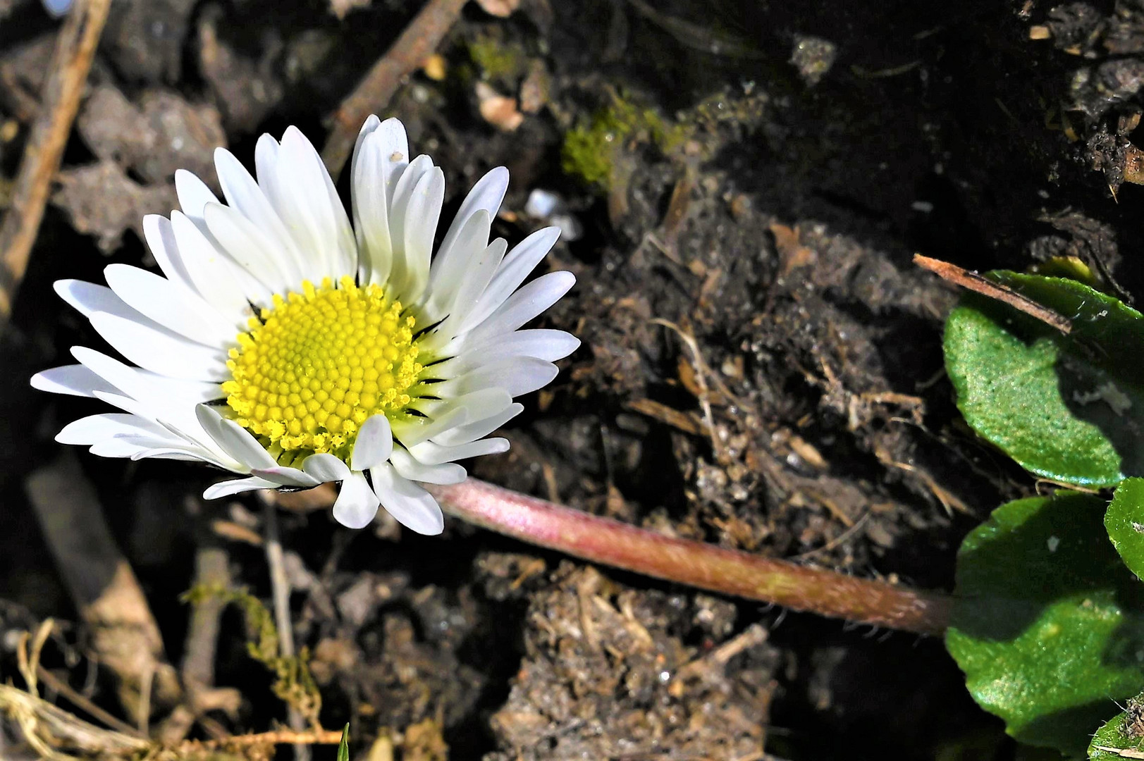 Gänseblümchen