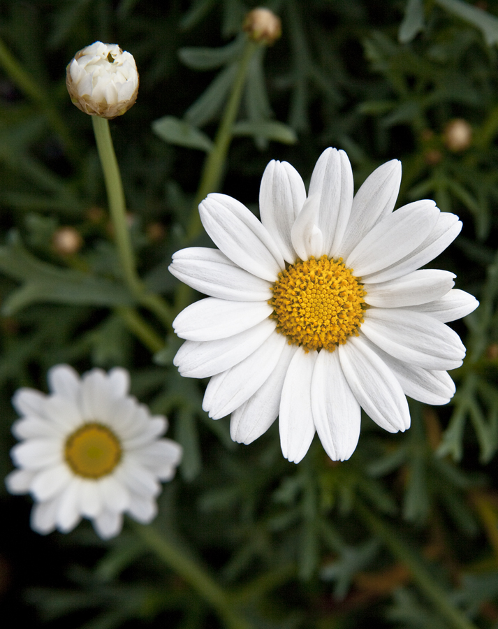 Gänseblümchen