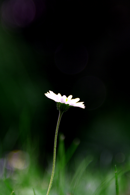 Gänseblümchen