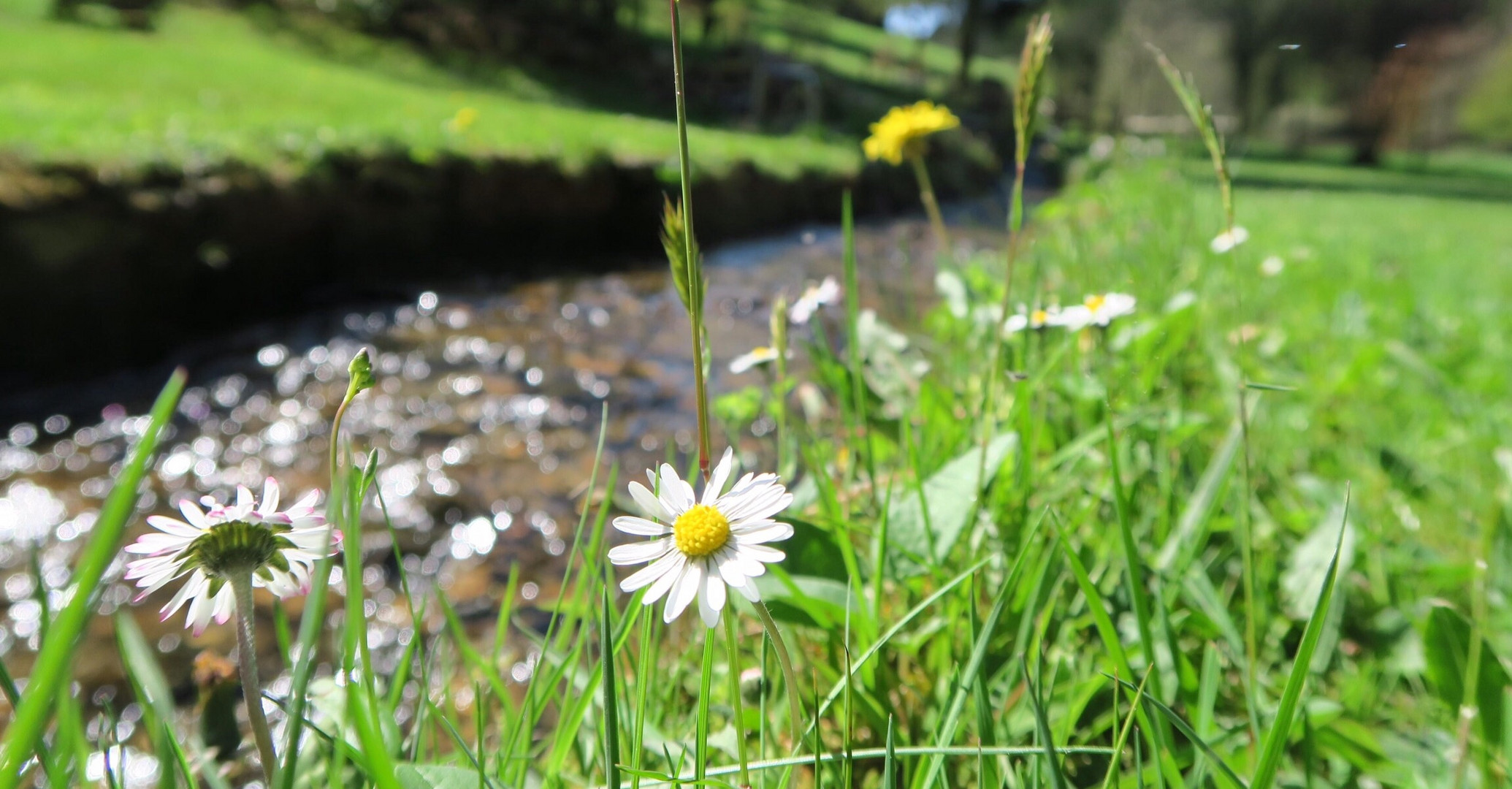 Gänseblümchen