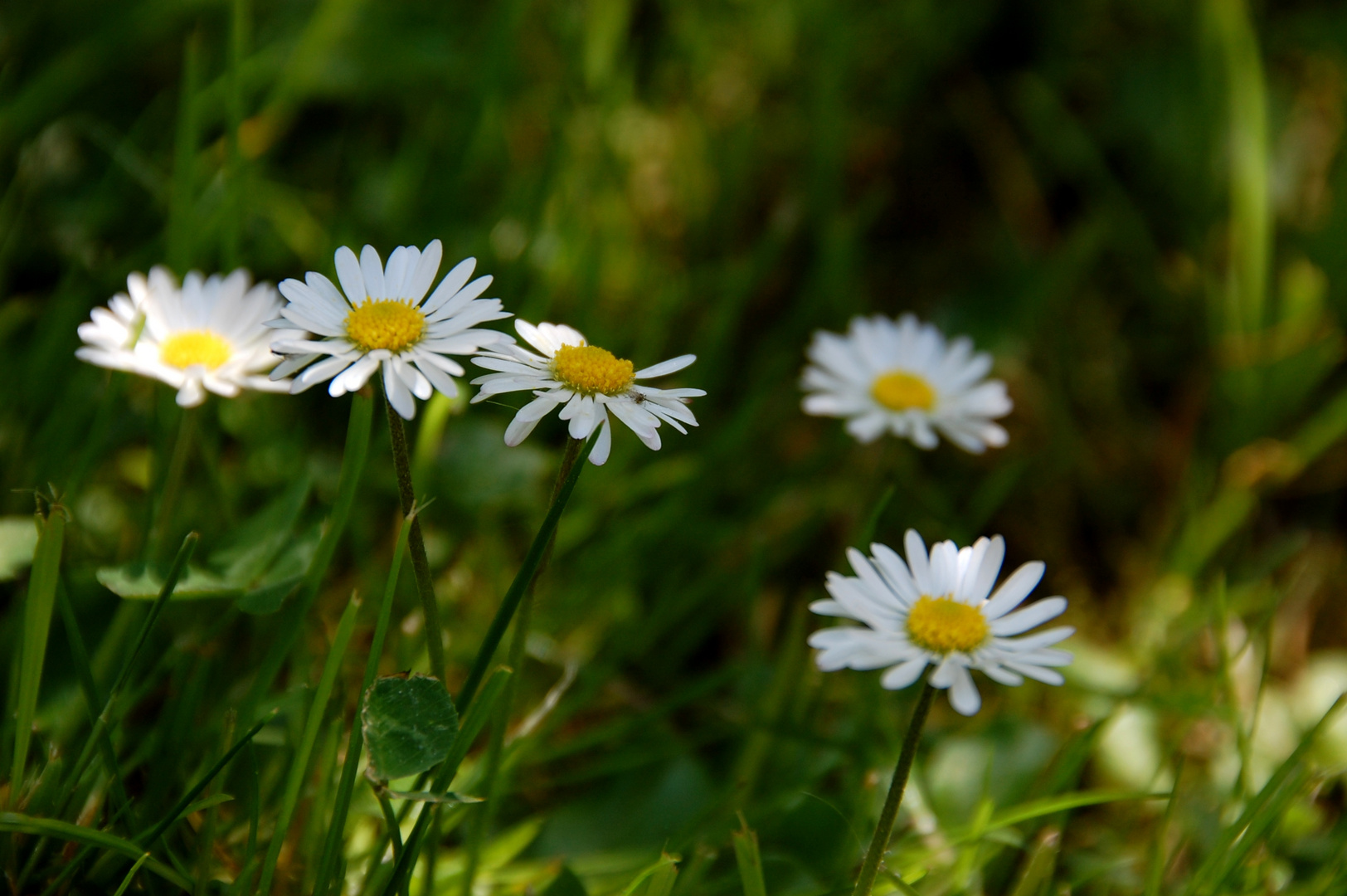 *Gänseblümchen*