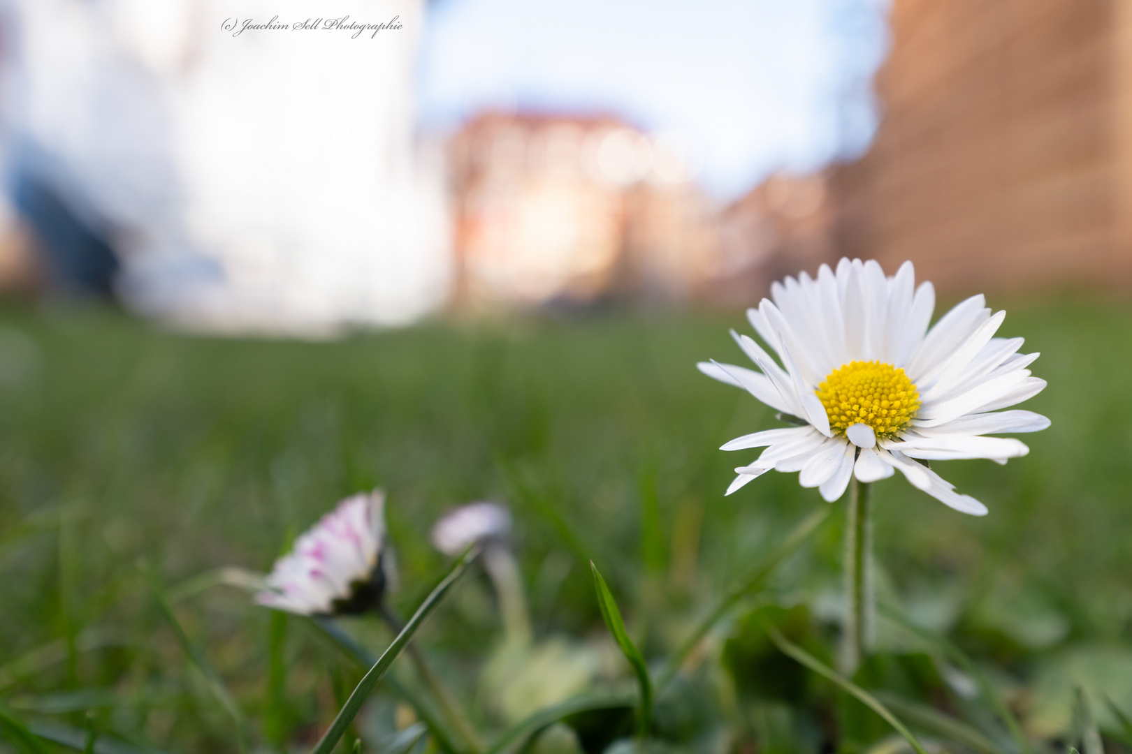 Gänseblümchen 