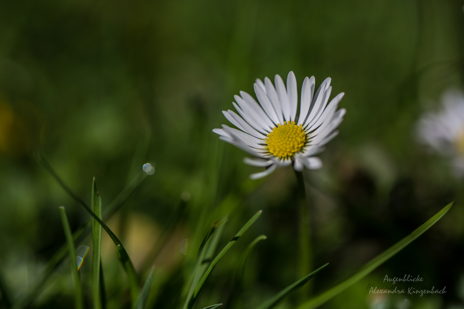 Gänseblümchen