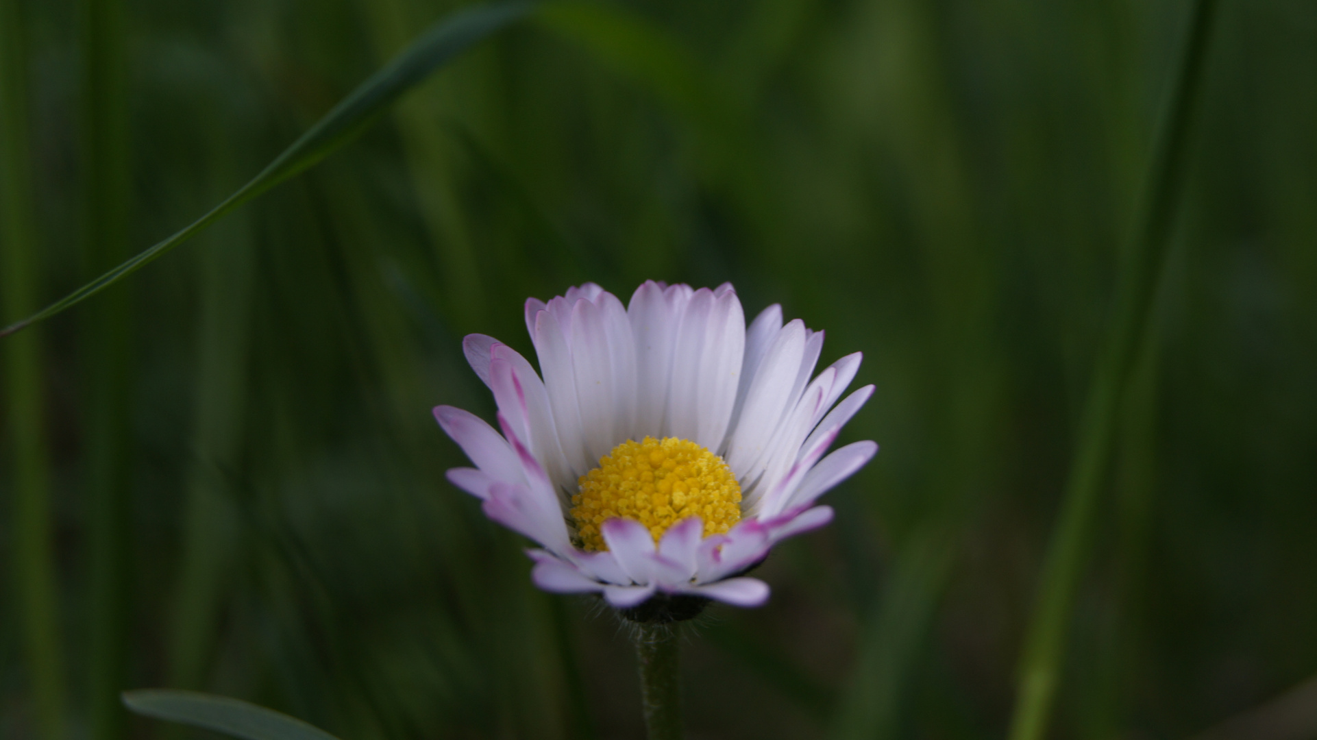 Gänseblümchen