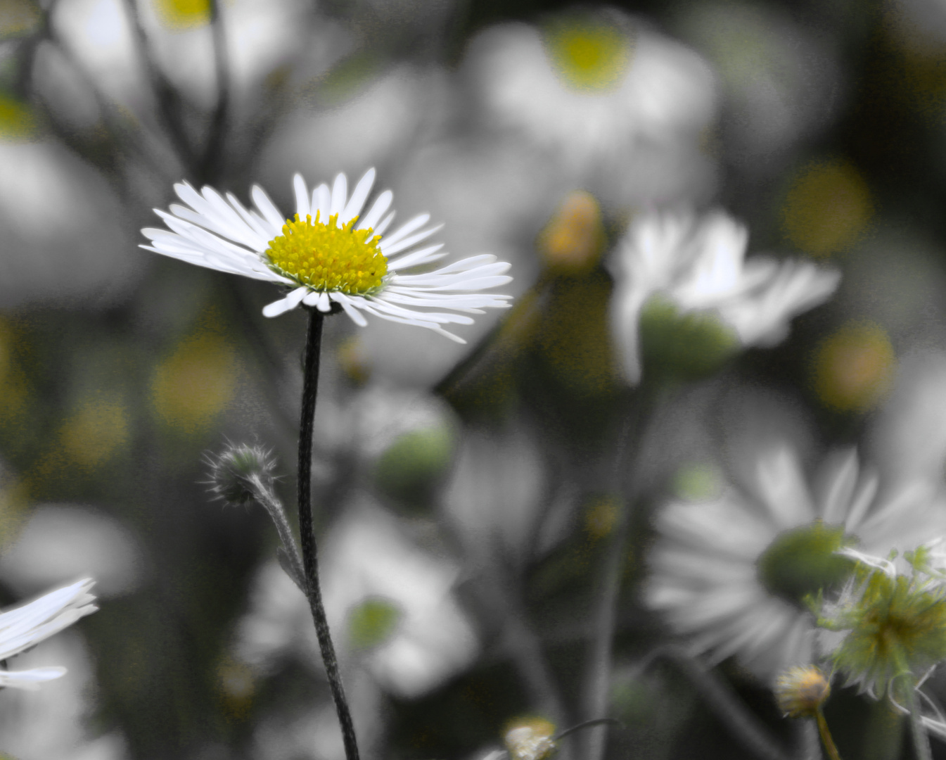 Gänseblümchen 