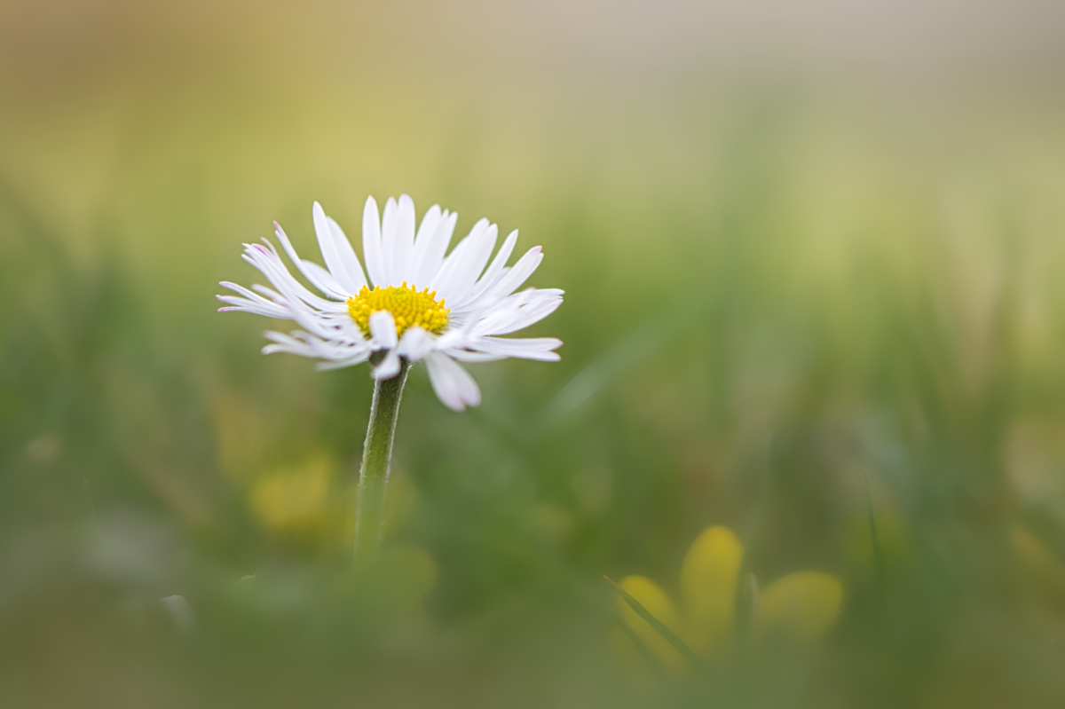 Gänseblümchen