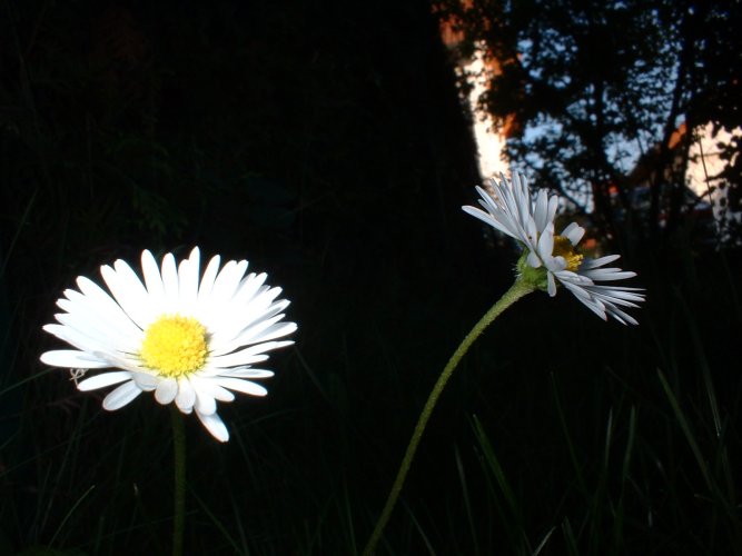 Gänseblümchen