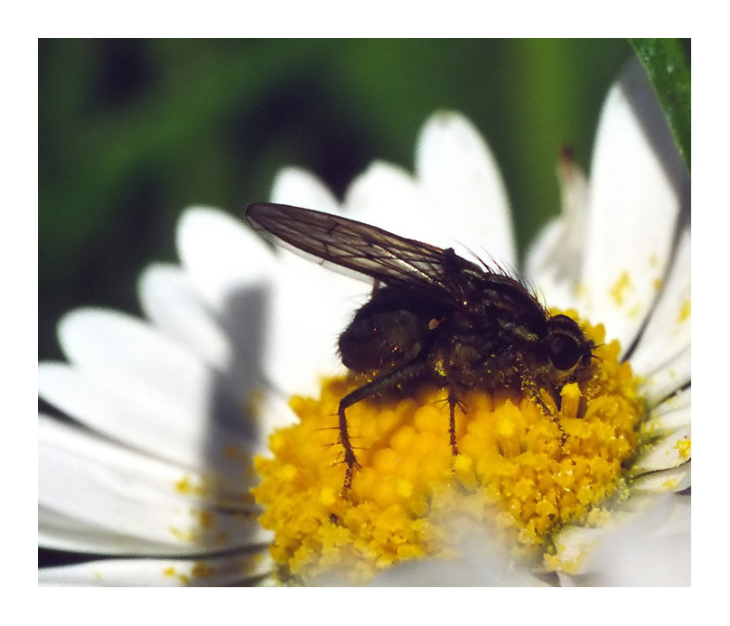 Gänseblümchen...