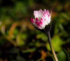 Gänseblümchen