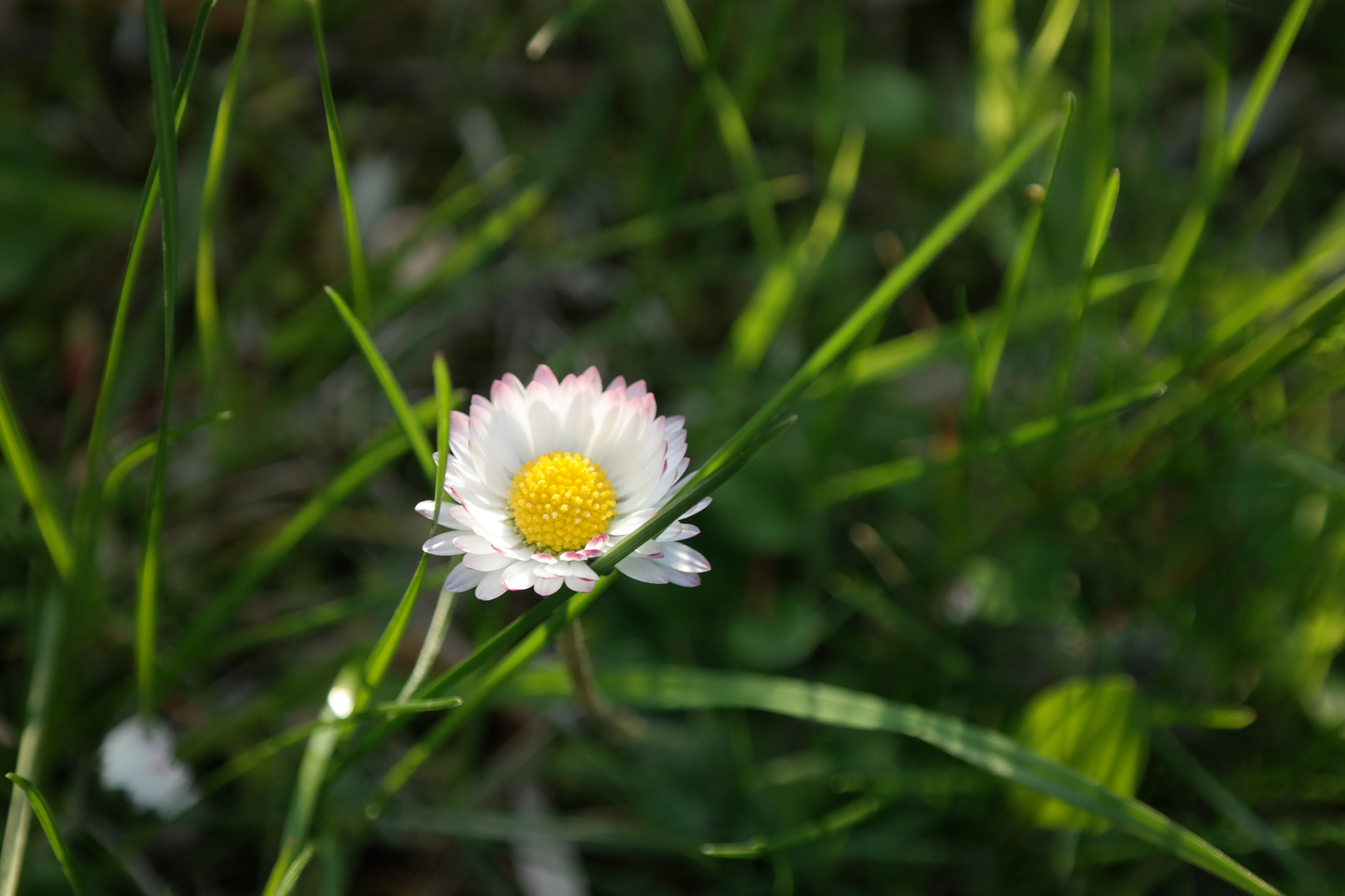 Gänseblümchen