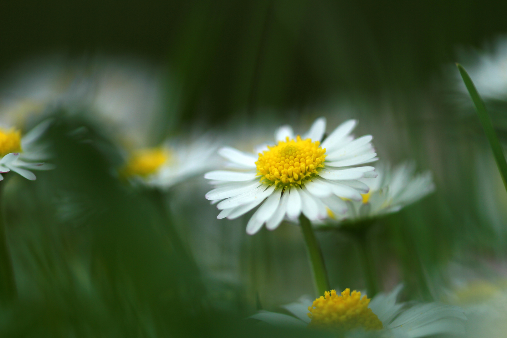 Gänseblümchen