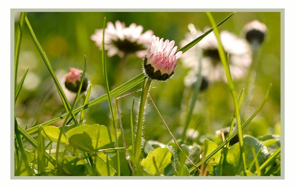 Gänseblümchen