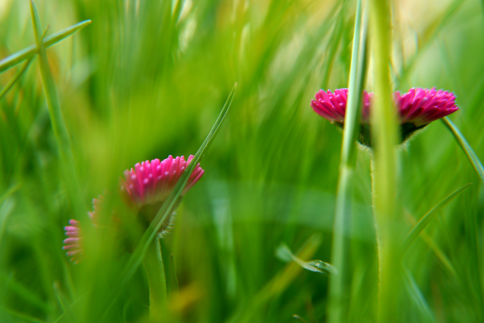 Gänseblümchen