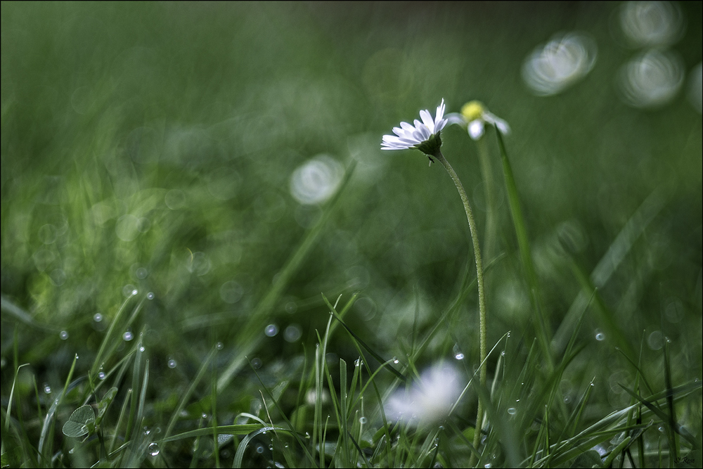 Gänseblümchen