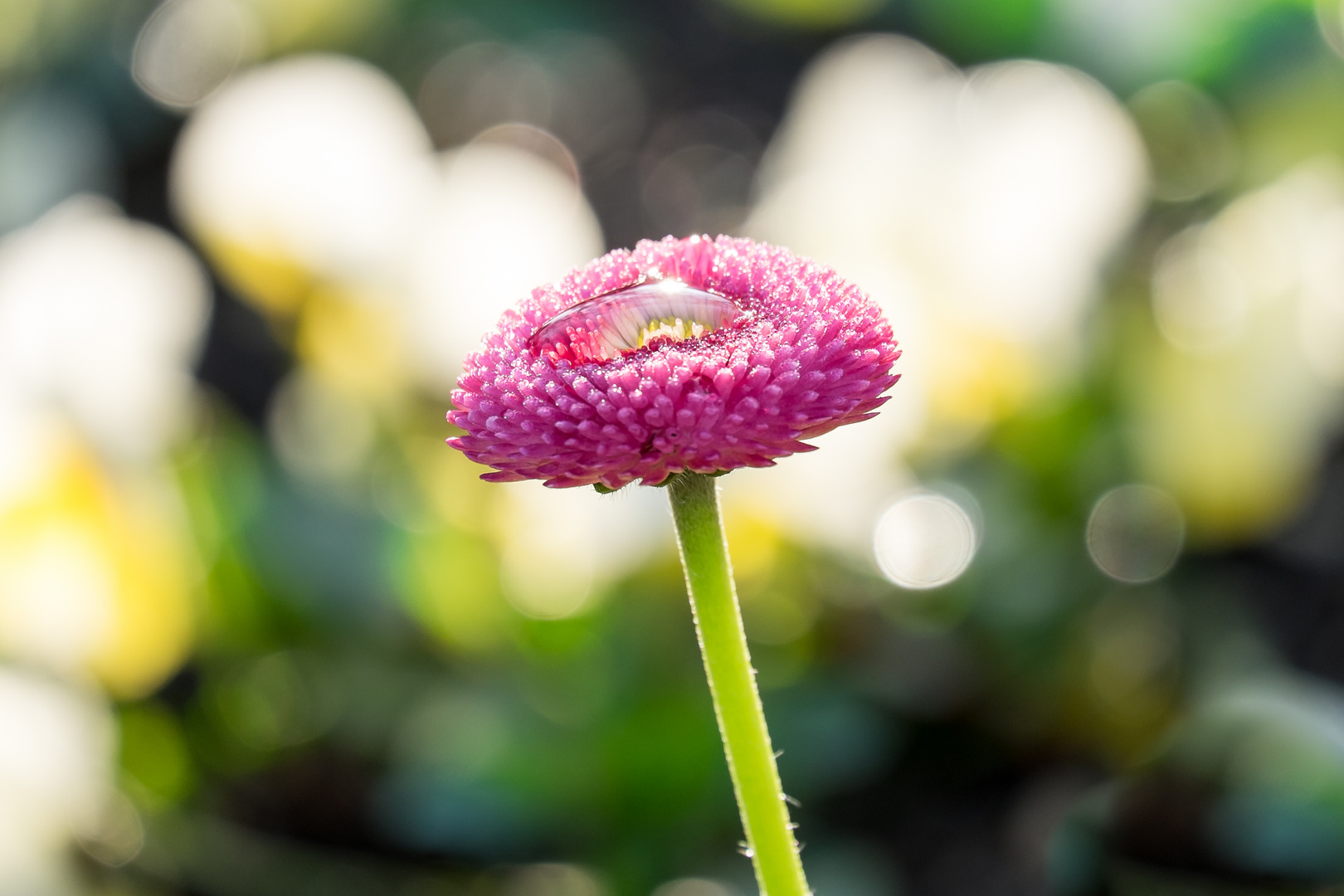 Gänseblümchen