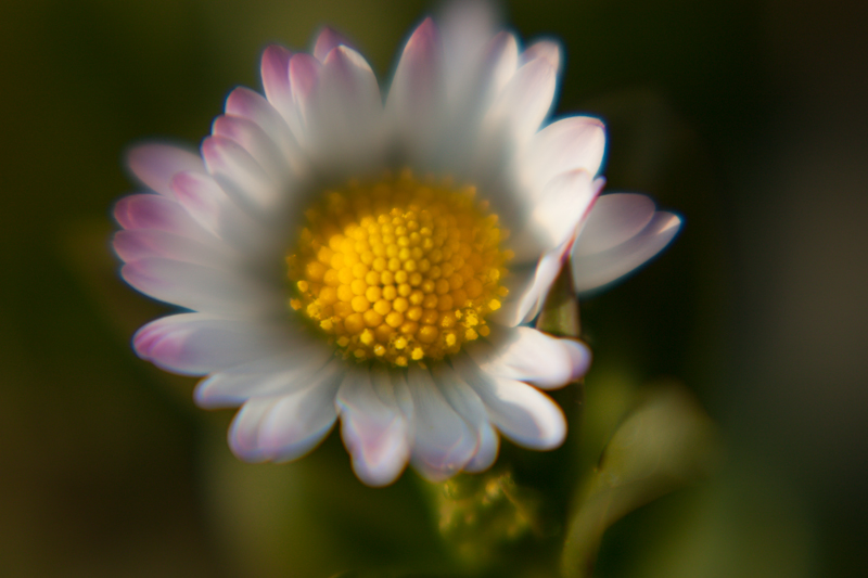 Gänseblümchen