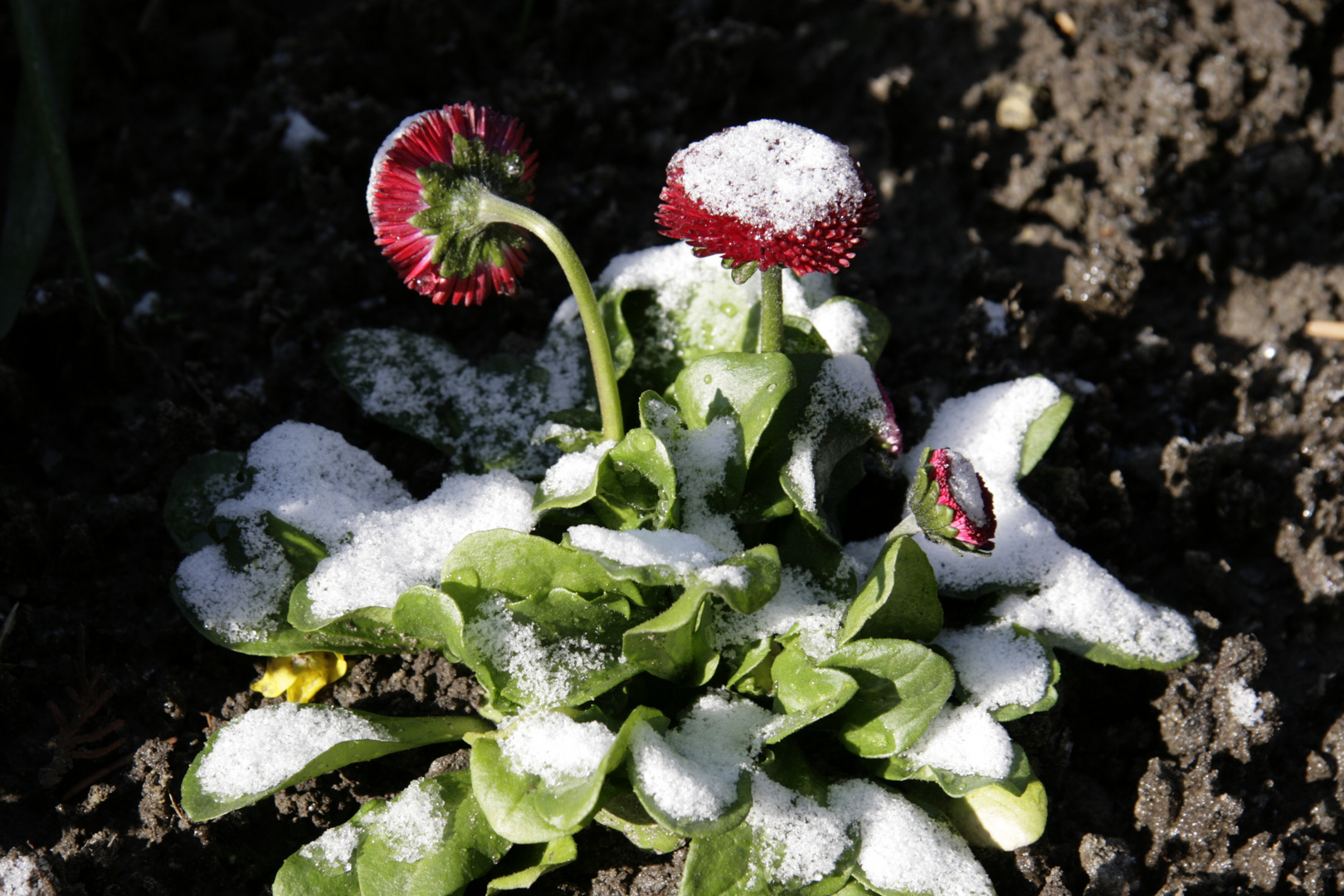 Gänseblümchen