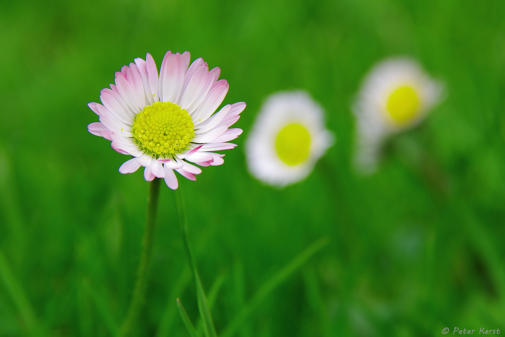 Gänseblümchen