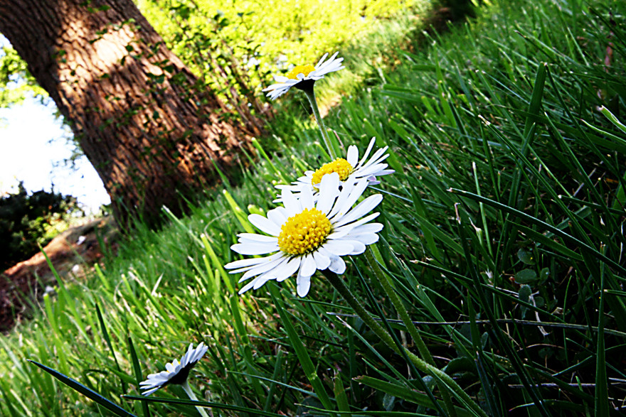 Gänseblümchen