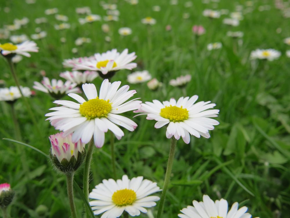 Gänseblümchen