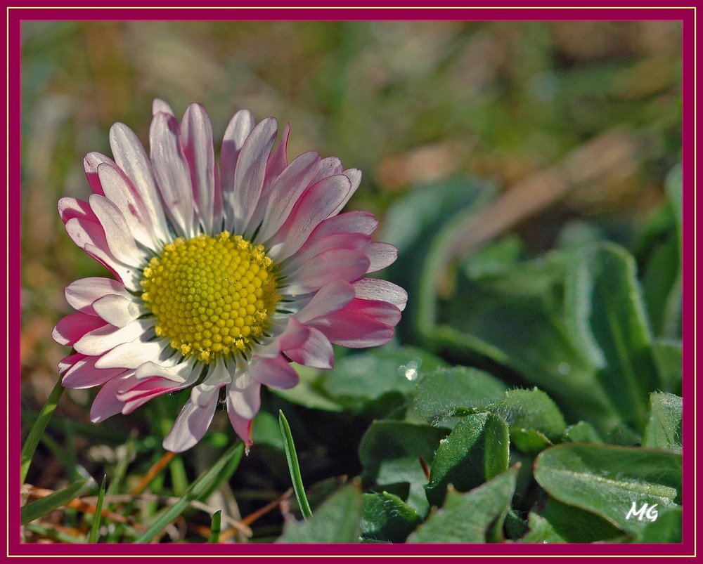 Gänseblümchen