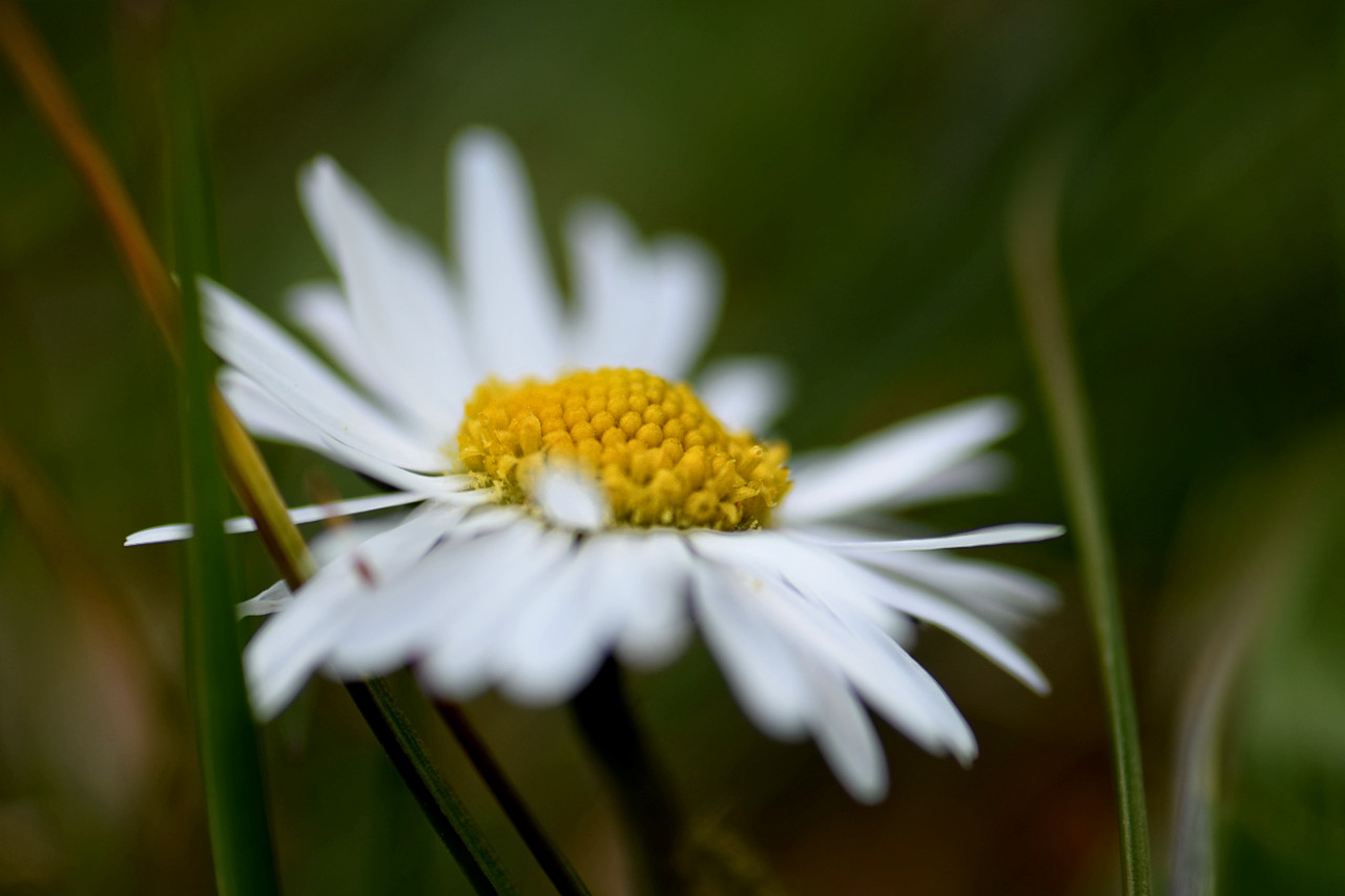 Gänseblümchen