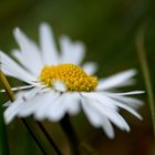 Gänseblümchen