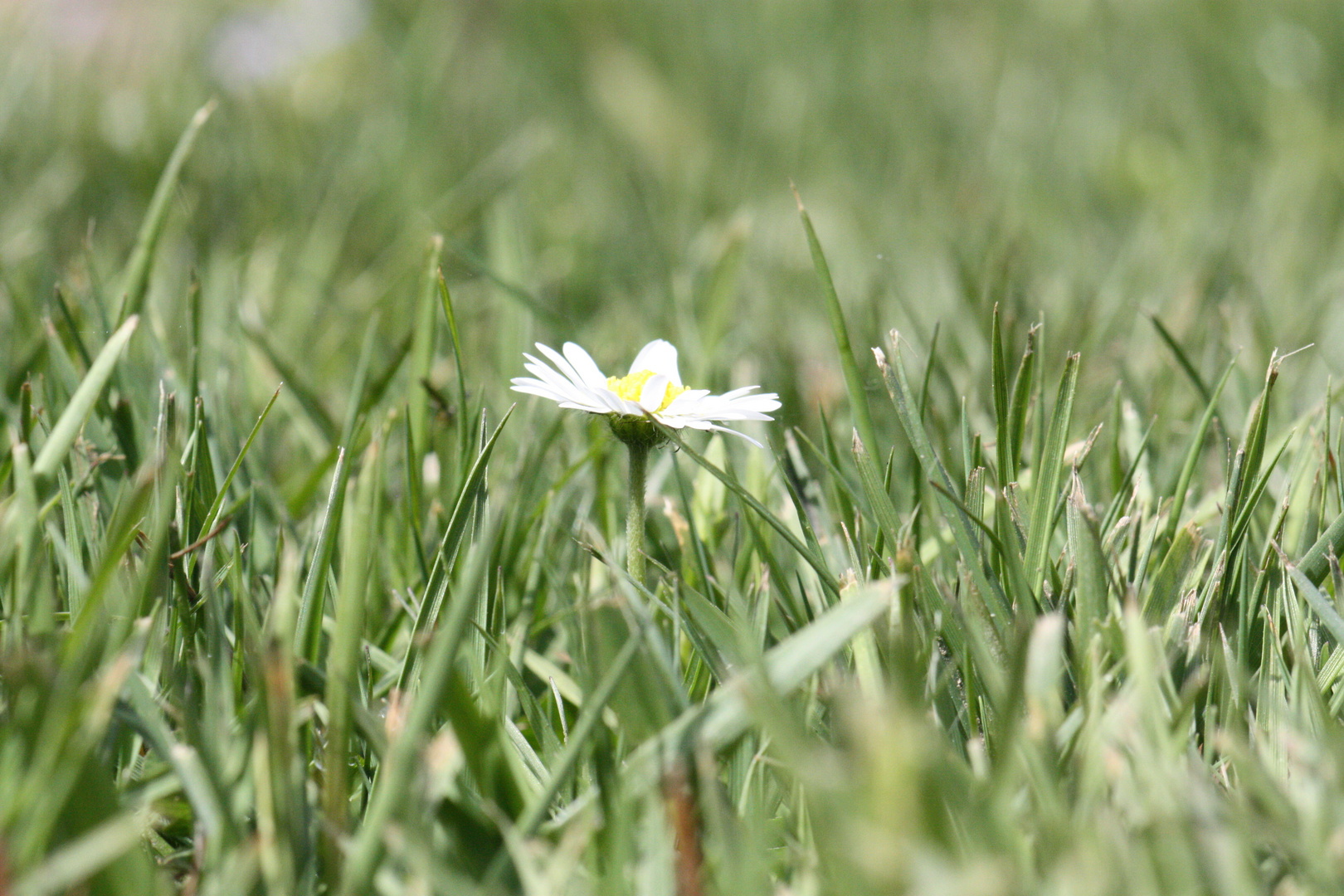 Gänseblümchen