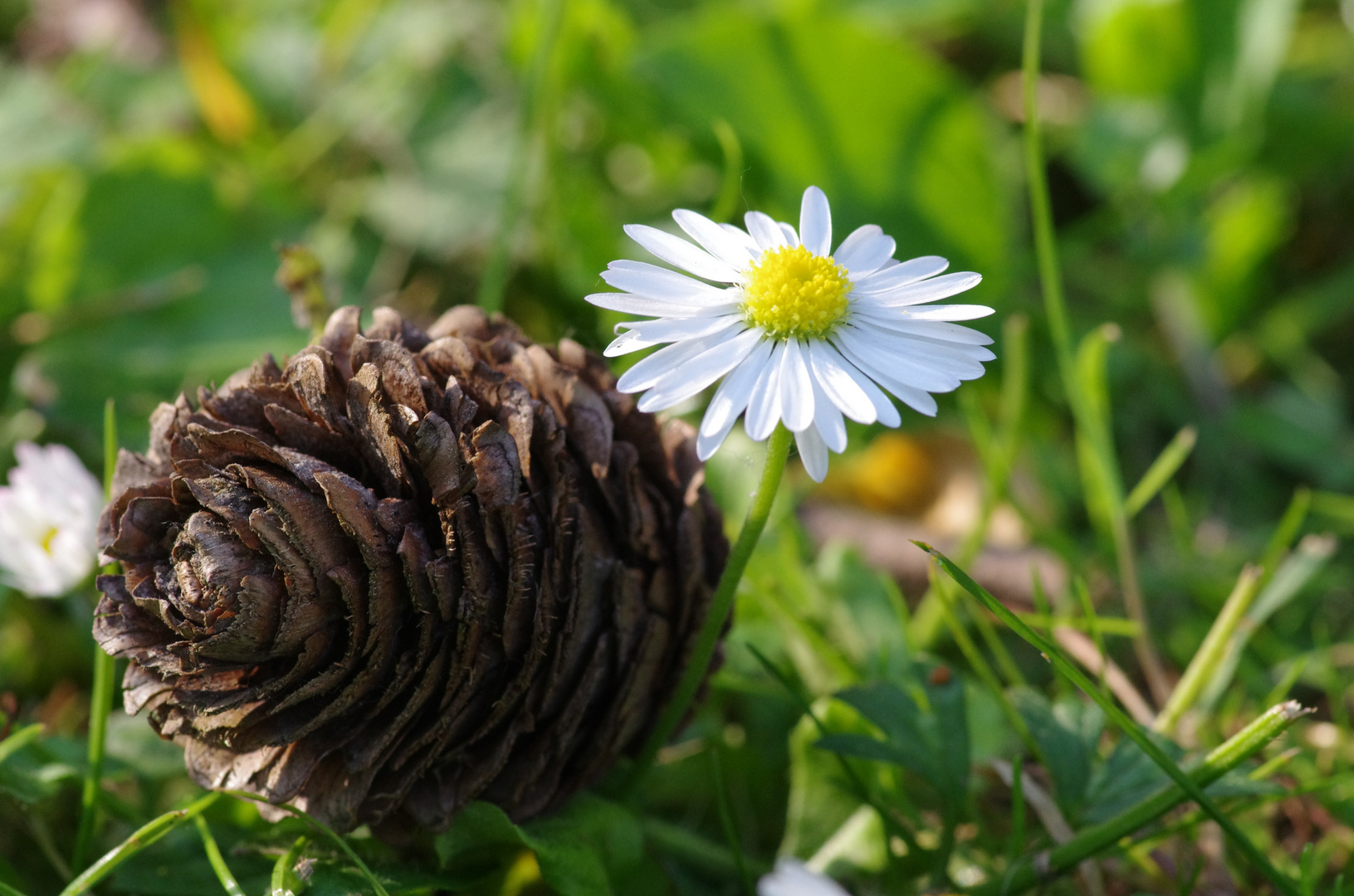 Gänseblümchen