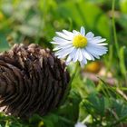 Gänseblümchen