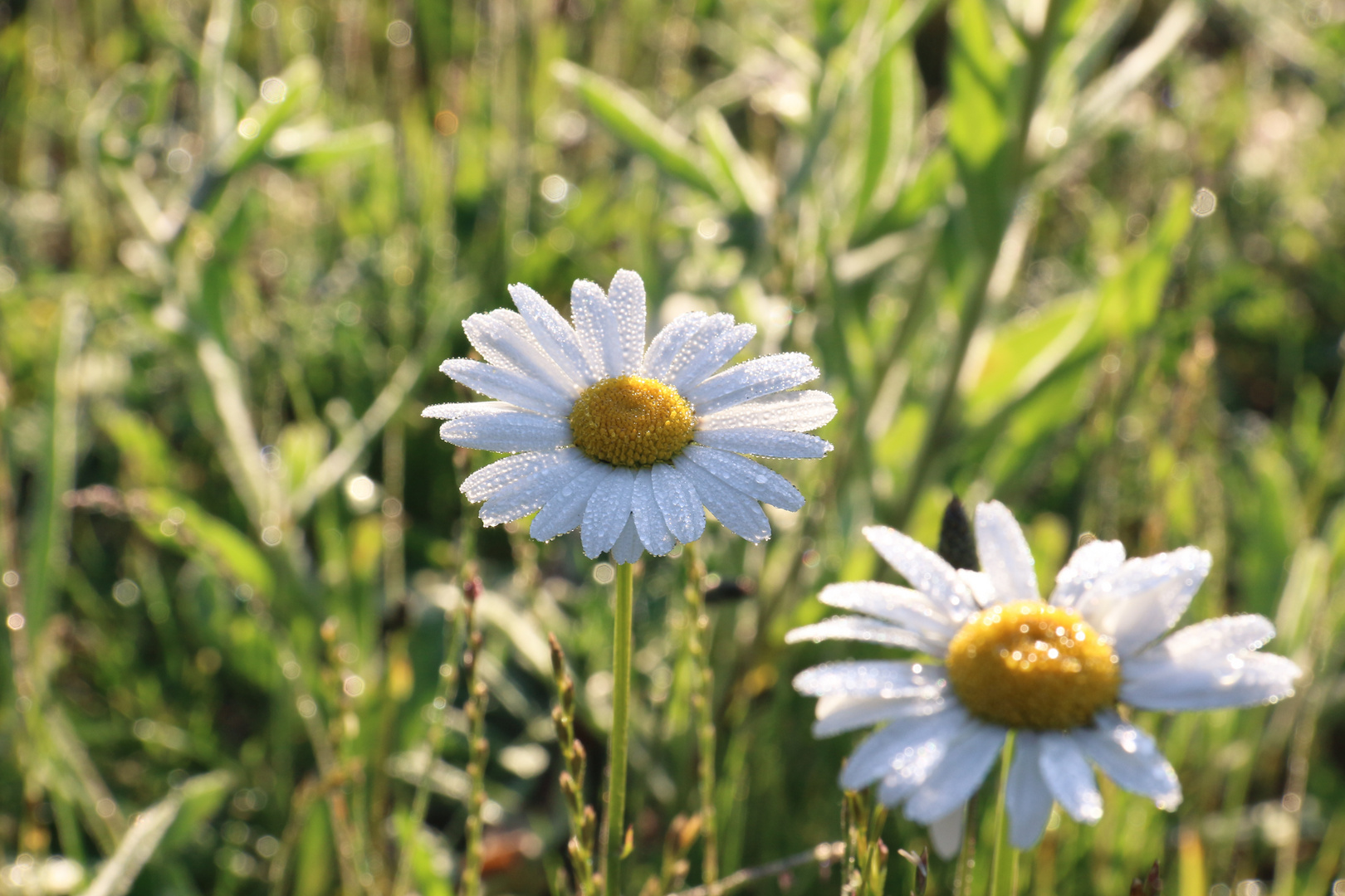 Gänseblümchen