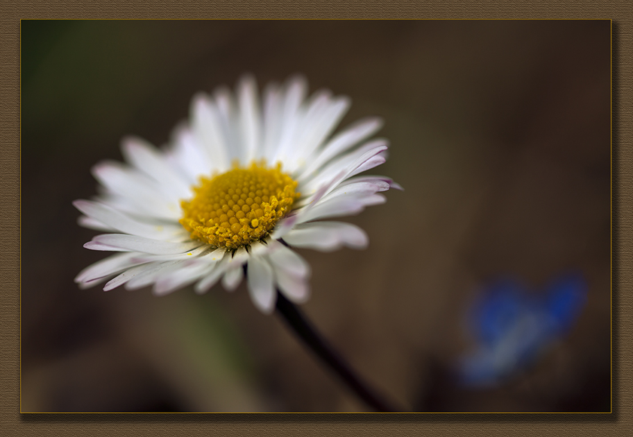 Gänseblümchen