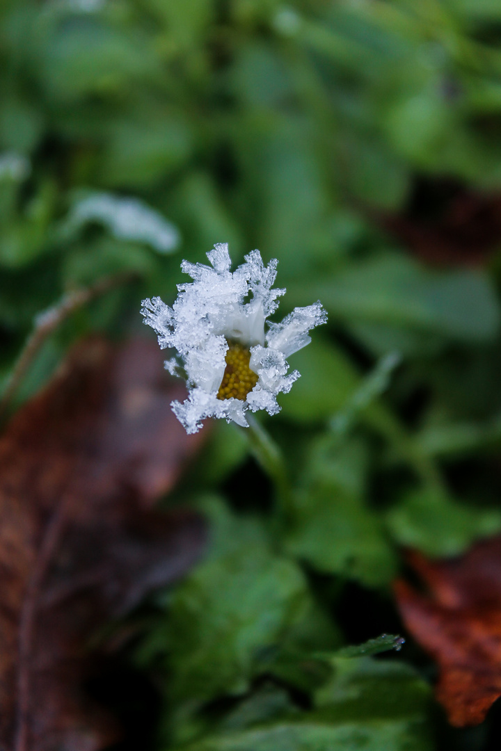 Gänseblümchen