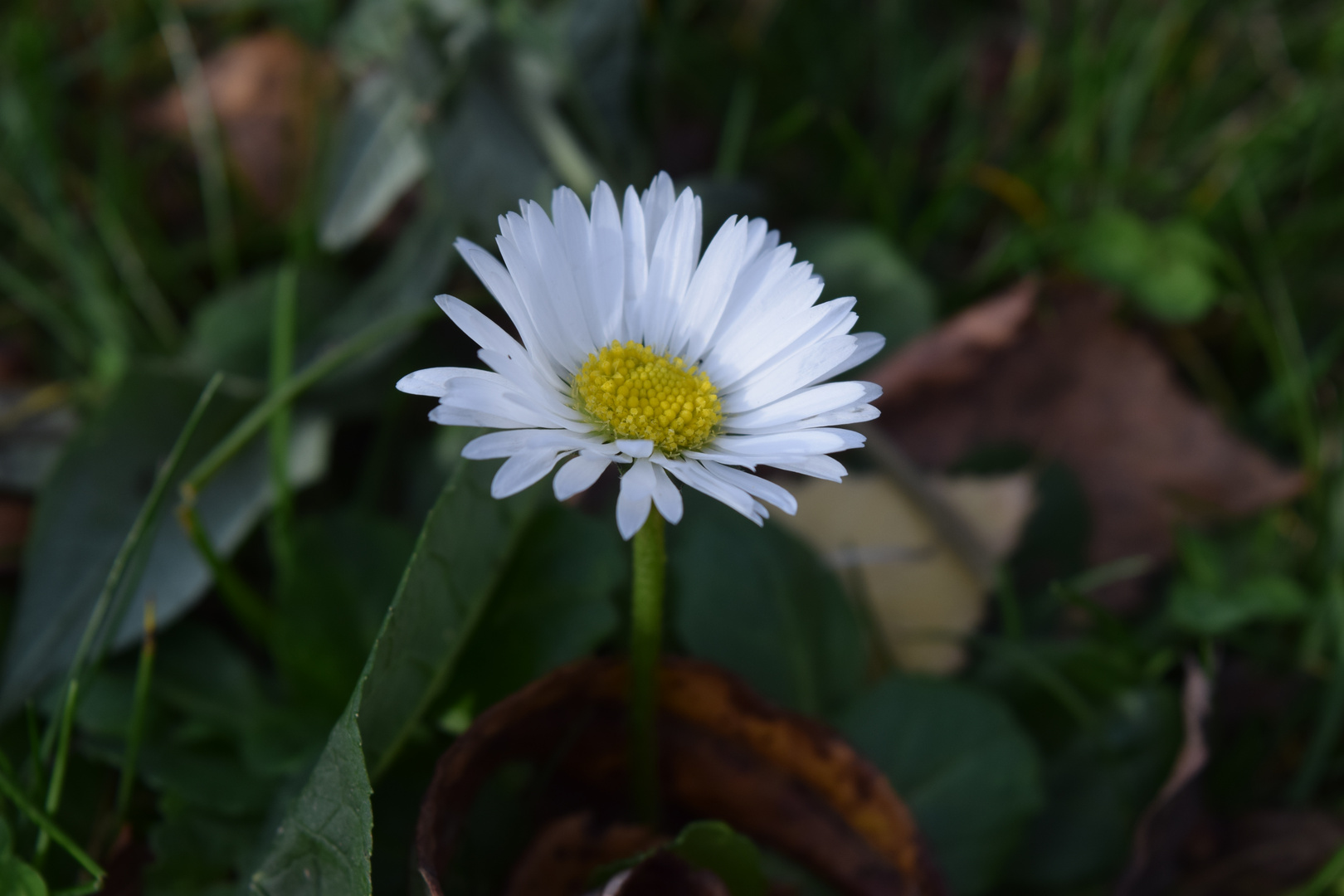 Gänseblümchen