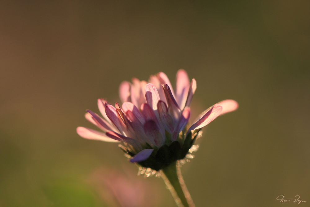 Gänseblümchen