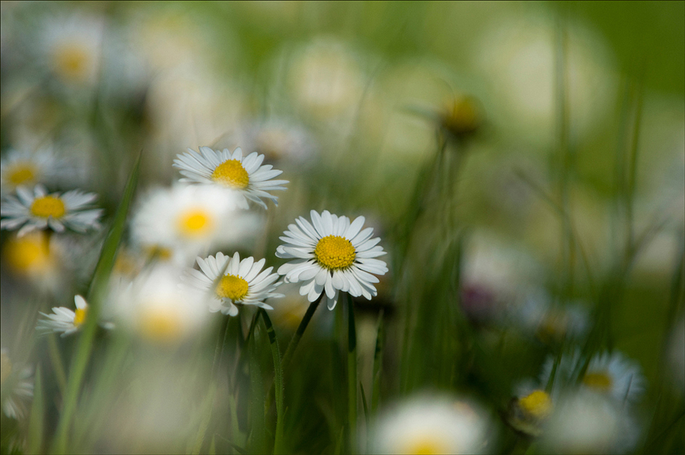 Gänseblümchen