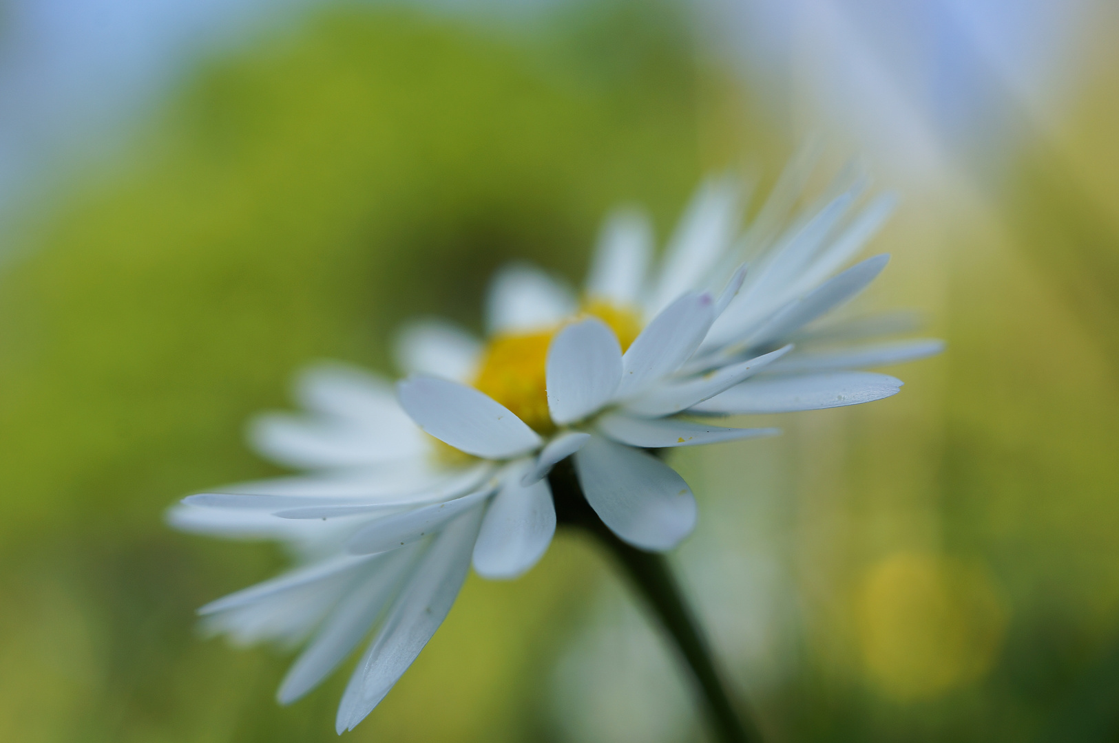 Gänseblümchen