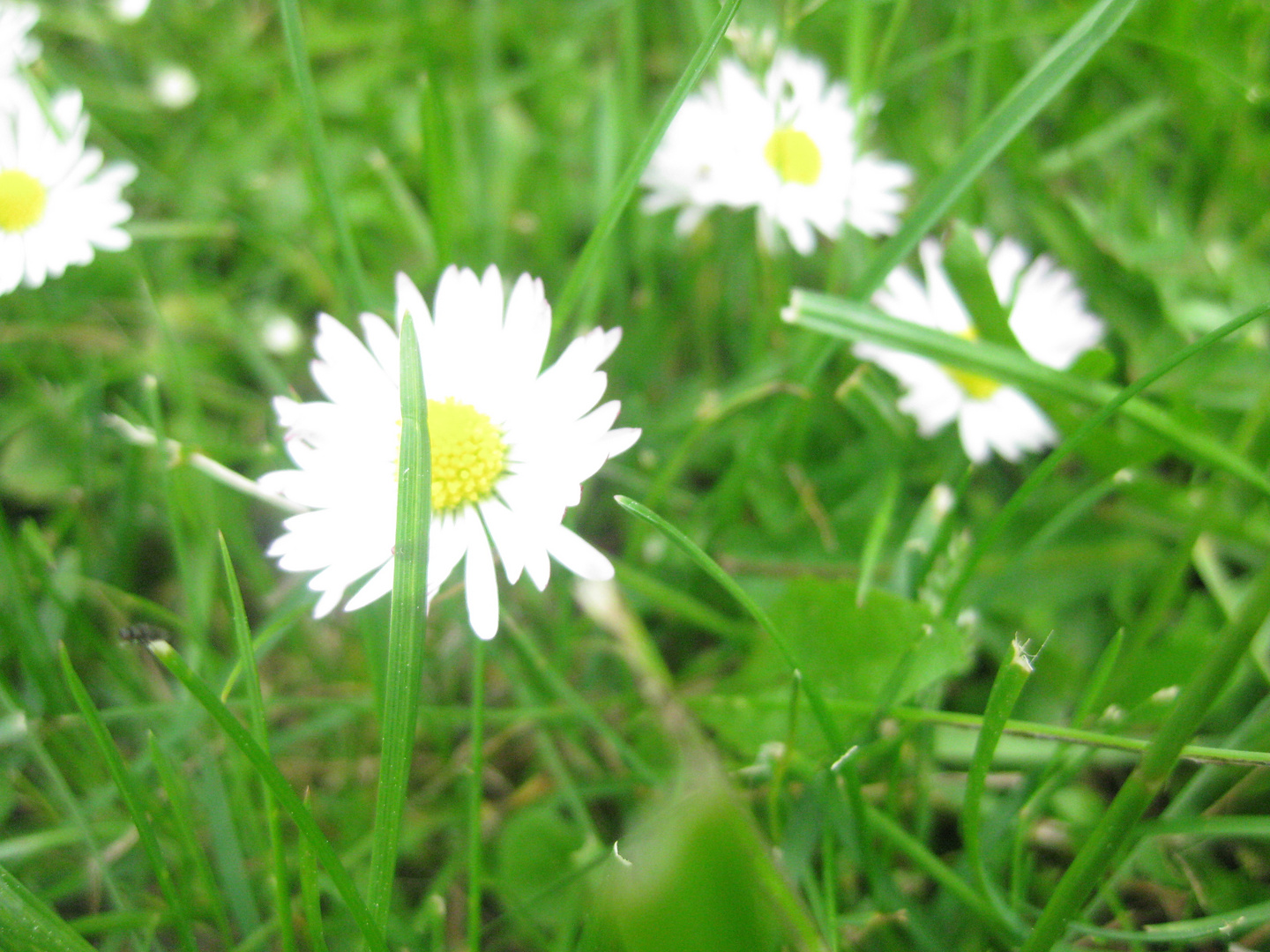 gänseblümchen