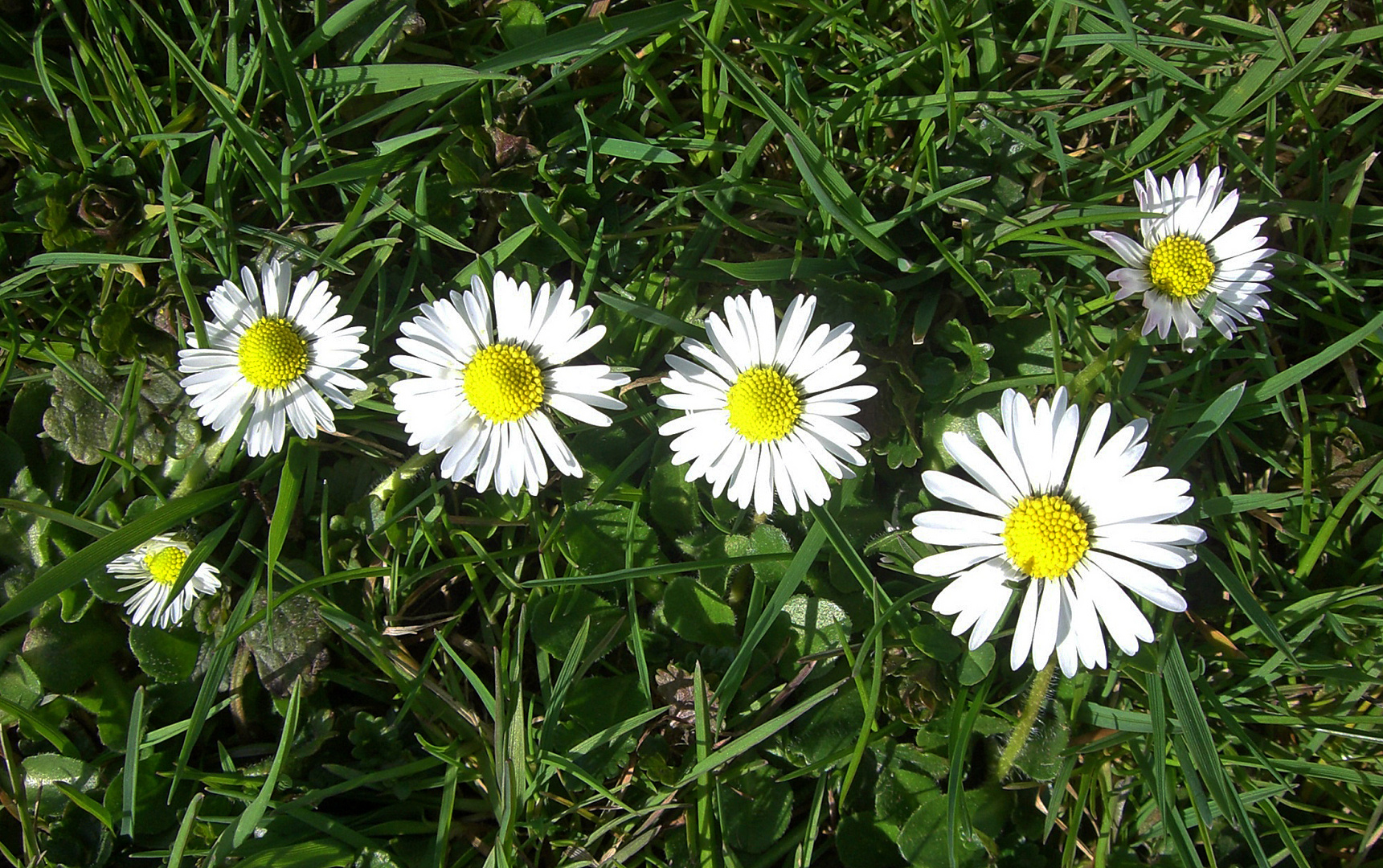 Gänseblümchen