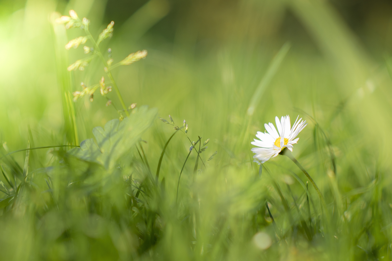 Gänseblümchen