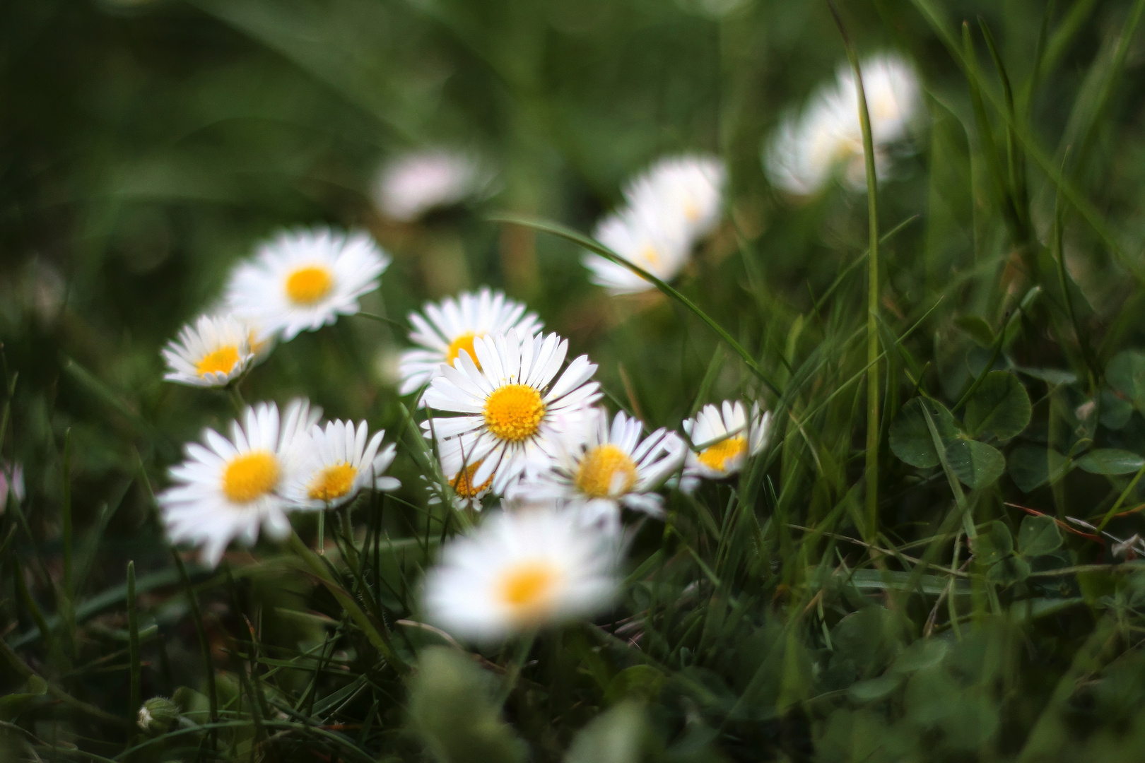 Gänseblümchen