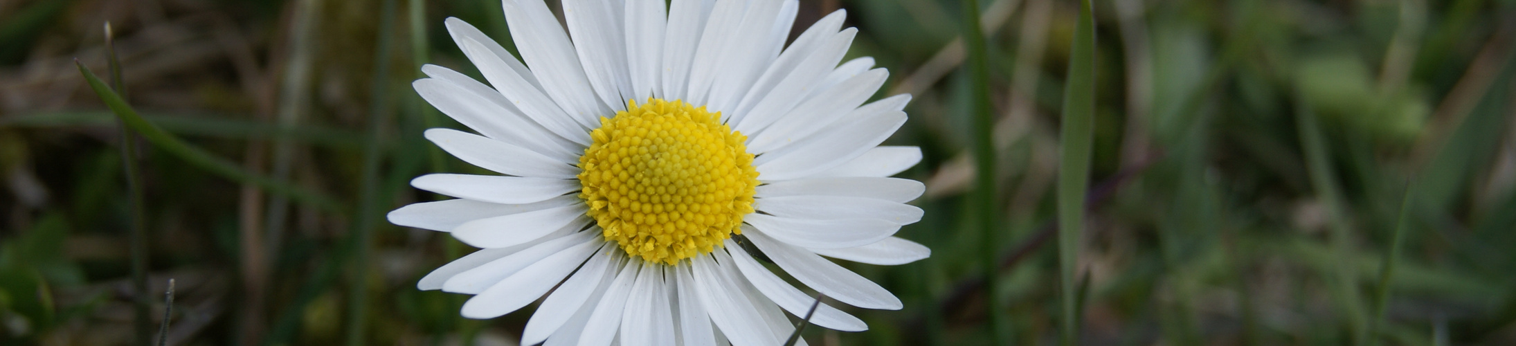 Gänseblümchen