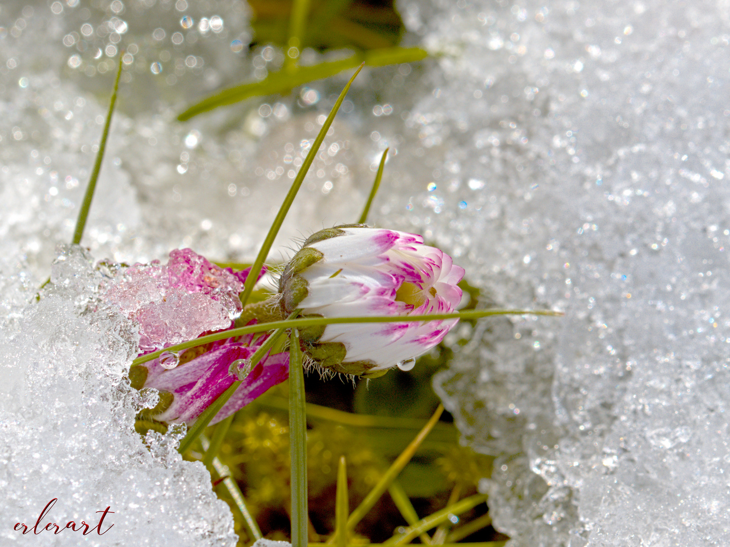 Gänseblümchen