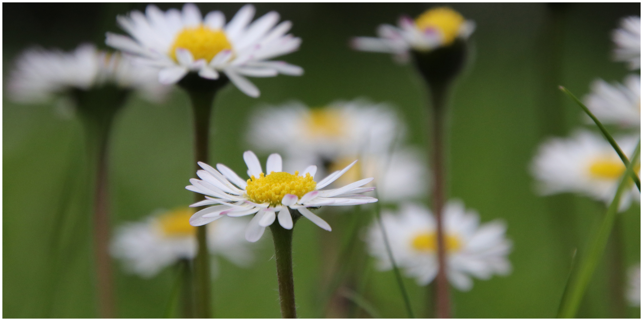 Gänseblümchen