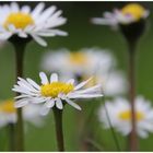 Gänseblümchen