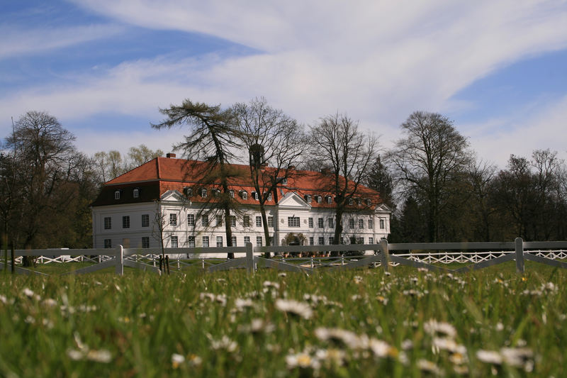 Gänseblümchen