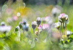 Gänseblümchen